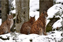 BWaldD850 18-02-12 2465   Photos ACG 2018