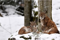 BWaldD850 18-02-12 2489  - Copie  Photos ACG 2018