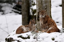 BWaldD850 18-02-12 2505   Photos ACG 2018