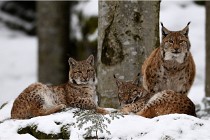 BWaldD850 18-02-12 2532   Photos ACG 2018