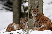 BWaldD850 18-02-12 2546  - Copie  Photos ACG 2018