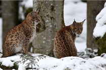 BWaldD850 18-02-12 2563   Photos ACG 2018