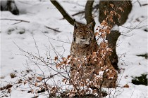 BWaldD850 18-02-12 2573   Photos ACG 2018