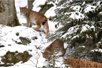 BWaldD850 18-02-12 2592   Photos ACG 2018