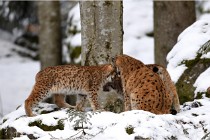 BWaldD850 18-02-12 2597   Photos ACG 2018