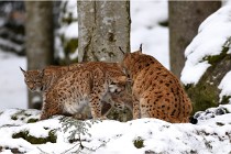 BWaldD850 18-02-12 2600   Photos ACG 2018