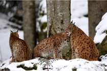 BWaldD850 18-02-12 2604   Photos ACG 2018