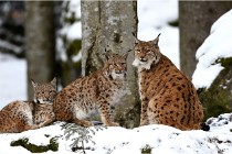 BWaldD850 18-02-12 2627   Photos ACG 2018