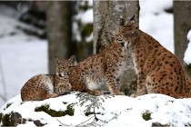 BWaldD850 18-02-12 2638   Photos ACG 2018