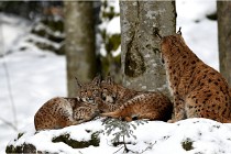 BWaldD850 18-02-12 2646   Photos ACG 2018