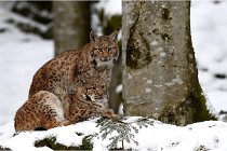 BWaldD850 18-02-12 2652   Photos ACG 2018