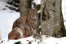 BWaldD850 18-02-12 2654   Photos ACG 2018