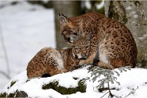 BWaldD850 18-02-12 2658   Photos ACG 2018