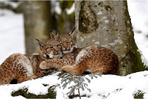 BWaldD850 18-02-12 2665  - Copie  Photos ACG 2018