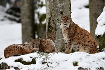 BWaldD850 18-02-12 2697   Photos ACG 2018