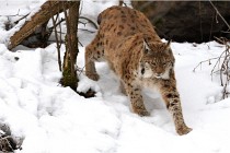 BWaldD850 18-02-12 2703   Photos ACG 2018