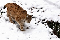 BWaldD850 18-02-12 2709   Photos ACG 2018