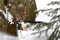 BWaldD850 18-02-12 2736   Photos ACG 2018