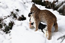 BWaldD850 18-02-12 2759   Photos ACG 2018