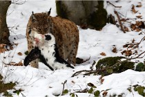 BWaldD850 18-02-12 2794   Photos ACG 2018