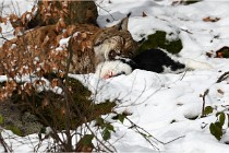 BWaldD850 18-02-12 2810   Photos ACG 2018