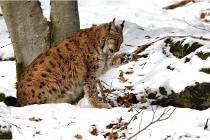 BWaldD850 18-02-12 2830   Photos ACG 2018