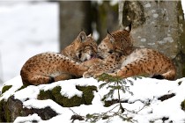 BWaldD850 18-02-12 2887   Photos ACG 2018