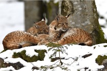 BWaldD850 18-02-12 2890   Photos ACG 2018