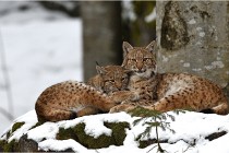 BWaldD850 18-02-12 2892   Photos ACG 2018