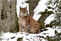 BWaldD850 18-02-12 2919   Photos ACG 2018