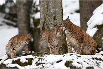 BWaldD850 18-02-12 2926   Photos ACG 2018