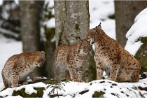 BWaldD850 18-02-12 2927   Photos ACG 2018