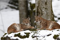 BWaldD850 18-02-12 2932   Photos ACG 2018