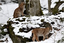 BWaldD850 18-02-12 2951   Photos ACG 2018