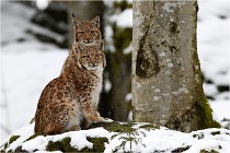 BWaldD850 18-02-12 2953  01 - Copie  Photos ACG 2018