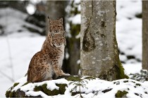 BWaldD850 18-02-12 2956   Photos ACG 2018