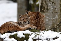 BWaldD850 18-02-12 2998   Photos ACG 2018