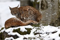 BWaldD850 18-02-12 3004   Photos ACG 2018