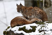 BWaldD850 18-02-12 3007   Photos ACG 2018