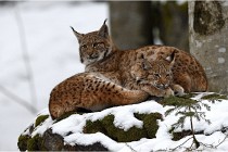 BWaldD850 18-02-12 3013  - Copie  Photos ACG 2018