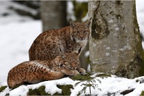 BWaldD850 18-02-12 3014   Photos ACG 2018