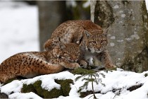 BWaldD850 18-02-12 3023   Photos ACG 2018