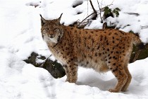 BWaldD850 18-02-12 3042   Photos ACG 2018