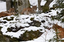 BWaldD850 18-02-12 3059   Photos ACG 2018