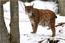 BWaldD850 18-02-12 3082   Photos ACG 2018