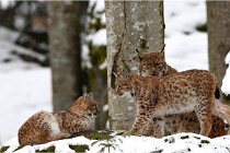 BWaldD850 18-02-12 3123   Photos ACG 2018