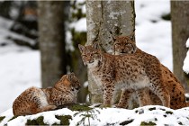 BWaldD850 18-02-12 3137   Photos ACG 2018