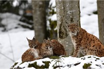 BWaldD850 18-02-12 3172   Photos ACG 2018