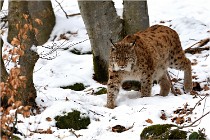 BWaldD850 18-02-12 3188   Photos ACG 2018