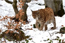 BWaldD850 18-02-12 3197   Photos ACG 2018